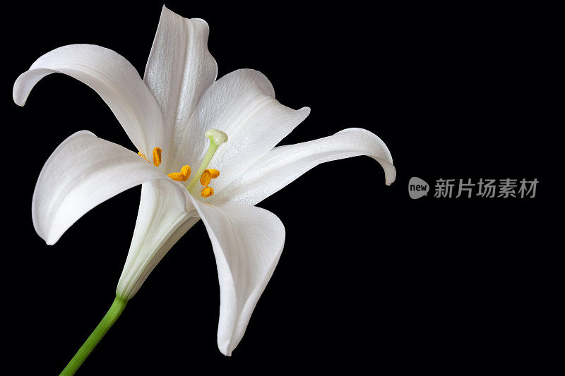 复活节百合(Lilium longiflorum)靠近黑色背景与复制空间